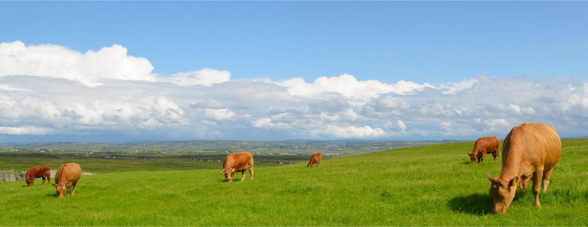 Specialists in Agricultural Surveys<br>and Data Collation
