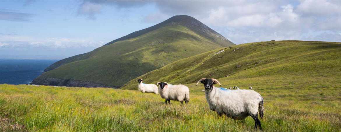 Feeling Sheepish about Data Collection?